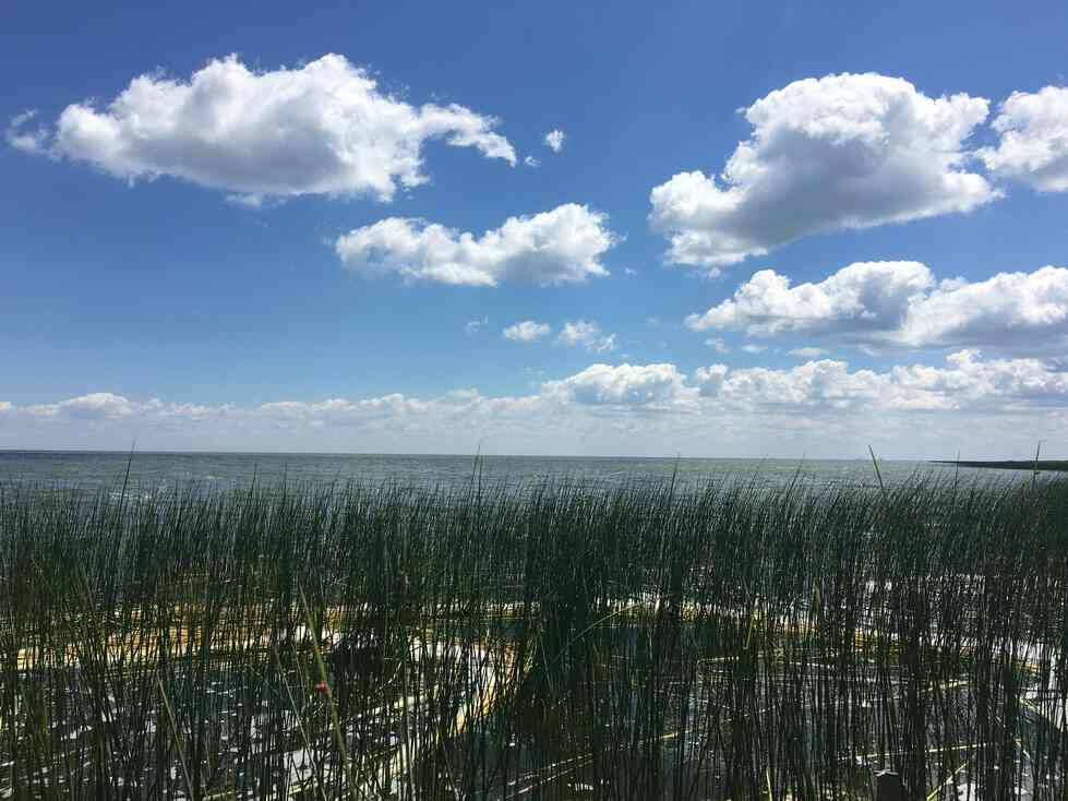 A Great Lakes coastal wetland; a stand of reeds in the foreground slows down waves and collects foam while open water, blue sky, and fluffy clouds can be seen in the distance.